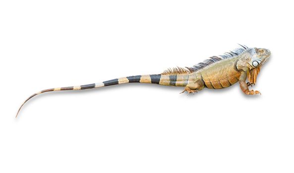 Large Iguana side view on a white background