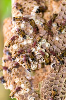 Close-up of wasp and wasp nest with eggs and larvae in nature