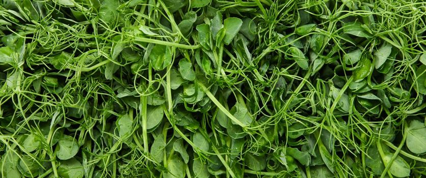 Close up fresh green peas microgreen sprouts background, elevated top view, directly above