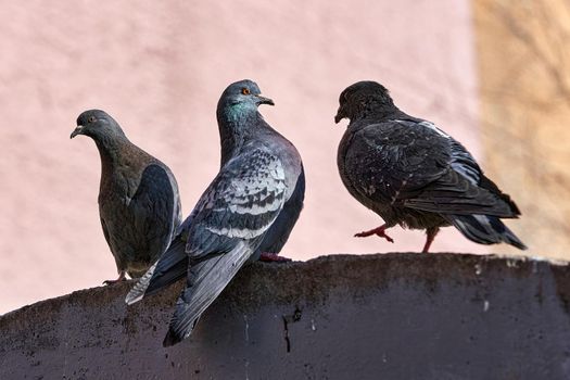 A group of urban birds of gray pigeons are sitting on the fence. Doves on a sunny spring day