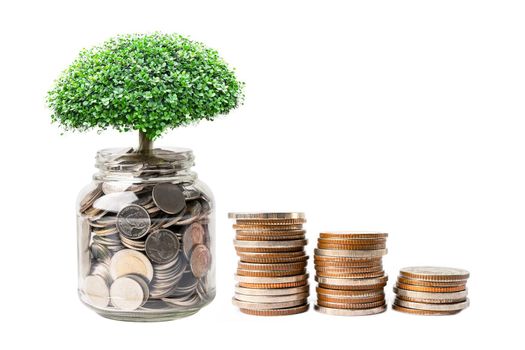 Tree on save money coins in hand, Business finance investment concept.