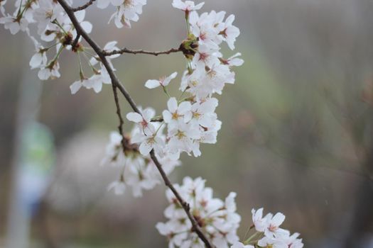 Blossoming white cherry flowers in spring time with green leaves