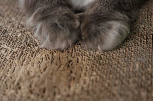 texture of car scratching card box, with grey cat paws