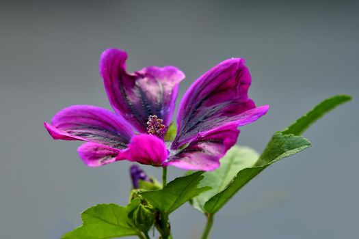 mallow, medicinal plant flower