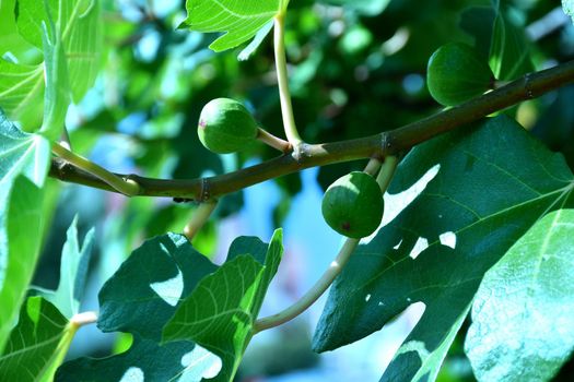 figs, unripe on a tree