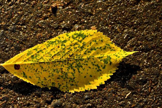 autumnal colored beech leaf on a street