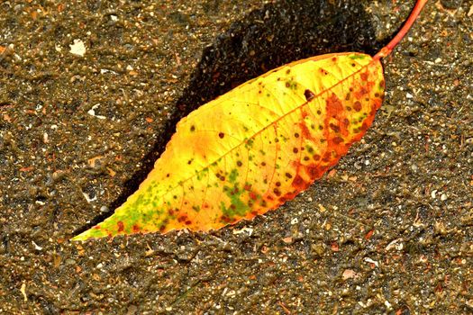 autumnal colored beech leaf on a street