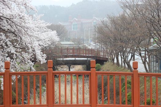 White cherry blossom in garden. Trees with white cherry flowers with lovely scenic view