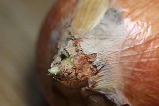 Closeup view of a fresh dry onion bulb. Onion with dry roots and brown peelings