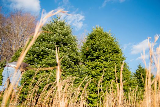 Family Christmas tree tradition holiday tree chop hunt