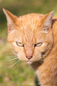 Serious looking ginger orange tabby cat gaze close-up portrait