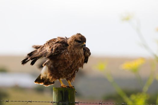 Large steppe buzzard (Buteo buteo) ruffling its feathers on a fence post before early morning flight, Mossel Bay, South Africa