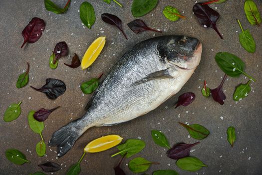 Close up one fresh raw Dorada sea bream fish on table, with lemon wedges, and salad leaves, elevated top view, directly above