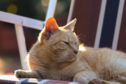 Ginger orange tabby cat relaxing outdoors basking in sunlight on garden chair