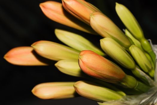 A cluster of unopened flower buds on a bush lily plant (Clivia miniata), South Africa