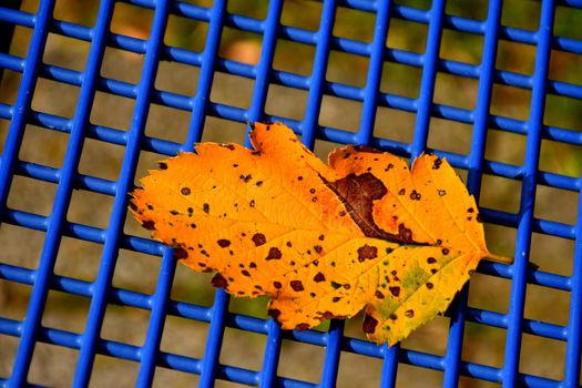 autumnal colored leaf on a blue grid of a seat