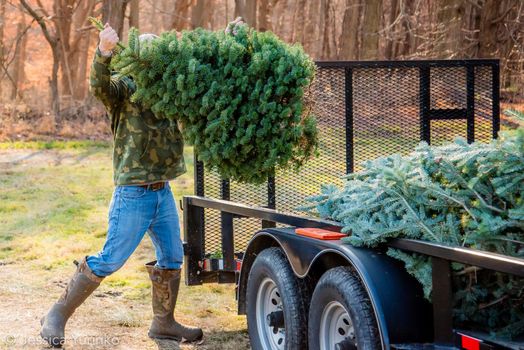 Family Christmas tree tradition holiday tree chop hunt