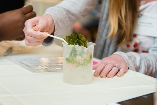 Young girl holding a green leafy vegetable in a beaker during an educational science experiment at school. Close up with no face