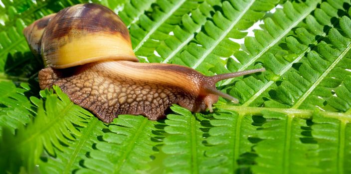 Achatina fulica, a giant snail crawling on a green fern leaf.
