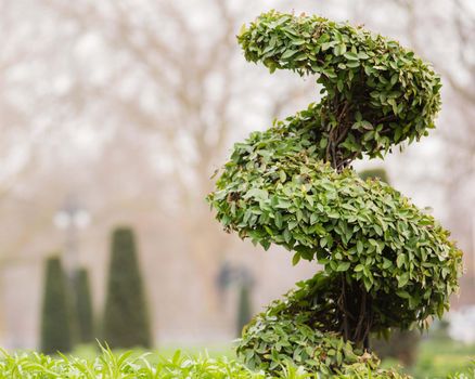 London, UK - January 29, 2017: A detail photo of London landscaping S shaped bush with blurred trees in the background.