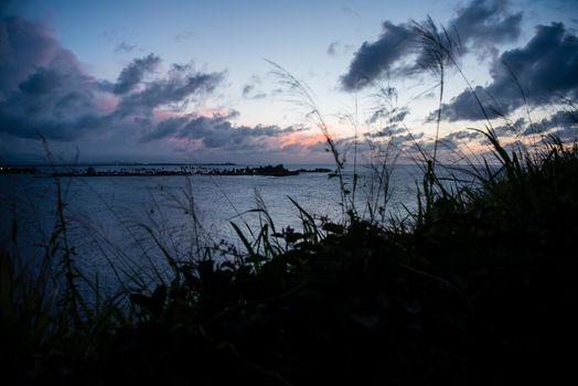 Nature views of cattails at sunset along the shore in San Juan, Puerto Rico.