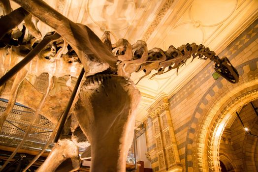 London, UK - January 27, 2017: A detail photo of the enormous long neck dinosaur skeleton at the London Natural History Museum.