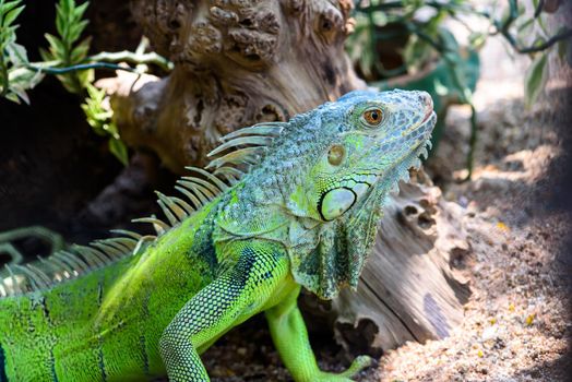 Male Green iguana, American iguana or Iguana iguana, Close up head green lizard, Colorful reptile on the ground in the forest