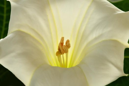 thorn apple with white flower