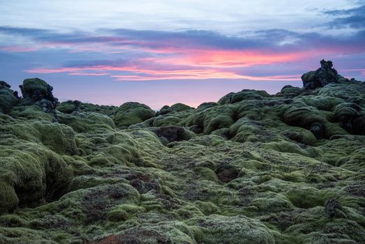 Icelandic landscape photo at sunset with volcanic rock field covered in green moss with a pretty purple and pink sky