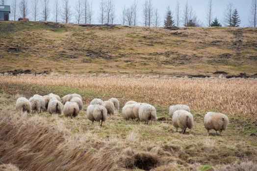 A herd of sheep running away on a beautiful Iceland farm with a horizon line of silhouetted trees in the background