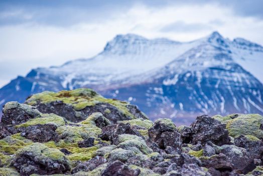Close up detail of volcanic rock covered in moss in Iceland with snowcapped blue mountains in the background. Layers of geology and atmosphere.