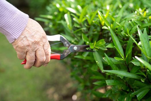 Asian senior or elderly old lady woman trim the branches with pruning shears for taking care garden in house, hobby to relax and exercising with happy.