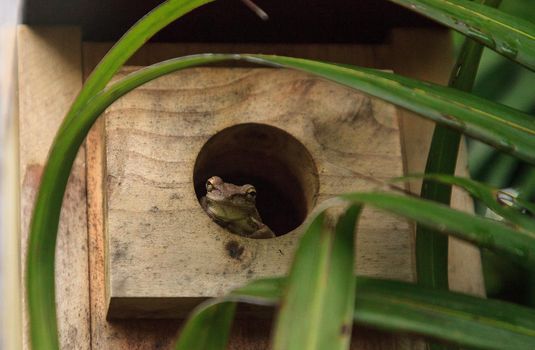 Cuban tree frog Osteopilus septentrionalis peers out from the hole of a birdhouse nesting box in Naples, Florida.