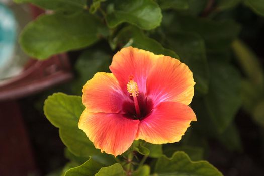 Orange and Red fiesta hibiscus flower blooms in a Naples, Florida garden.