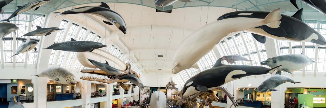 London, UK - January 27, 2017: A wide panorama of orca wales and dolphins and sea life at the London Natural History Museum.