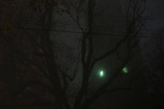 Eerie green clock face on a church tower shines through thick fog and dense tree branches with telegraph wires. Very spooky and dark night time image
