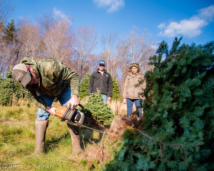 Family Christmas tree tradition holiday tree chop hunt