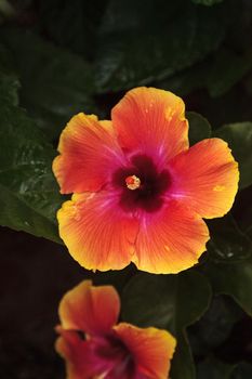 Orange and Red fiesta hibiscus flower blooms in a Naples, Florida garden.