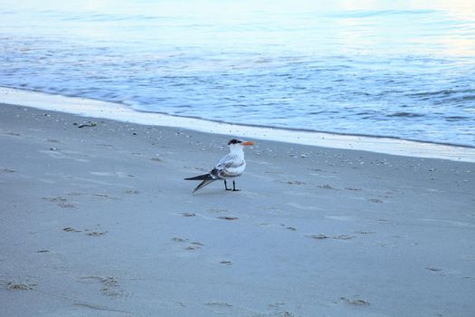 Royal tern stands on the white sand beach and overlooks the ocean in Naples, Florida.