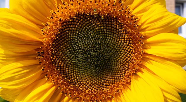 The natural background of sunflower. A blooming sunflower. Close-up of a sunflower