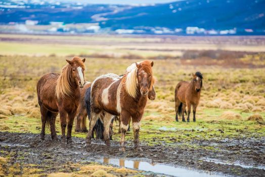 A colorful herd of Icelandic horses stick together in the grassy pasture for warmth with vibrant blue mountains and clouds in the background.