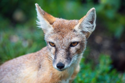 portrait of Korsak or steppe Fox (Vulpes corsac), predatory mammal of the genus of foxes of the canine family