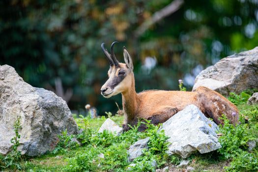 Chamois (Rupicapra rupicapra) is a species of goat-antelope native to mountains in Europe