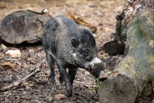 Big adult boar of Visayan warty pig (Sus cebifrons) is a critically endangered species in the pig genus. It is endemic to Visayan Islands in the central Philippines