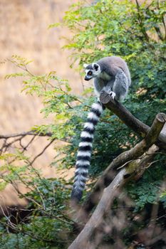 cute and playful Ring-tailed lemur, endemic animal in Madagascar