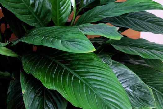 Bush of green leaves of spathiphyllum close up