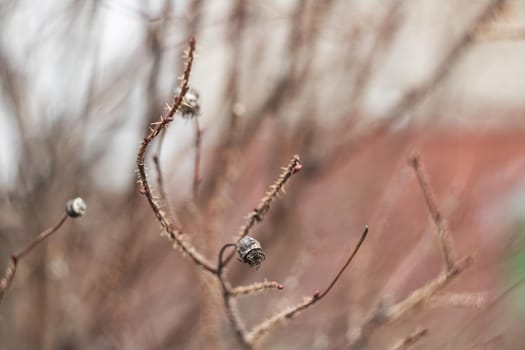 Dry bare bush branches in autumn close up, background