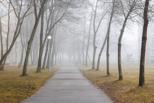Fog in the autumn park in the morning