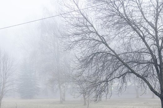 Fog in the autumn park in the morning