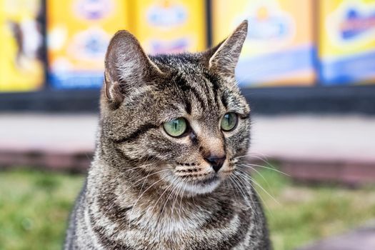 Sad homeless gray striped cat close up portrait